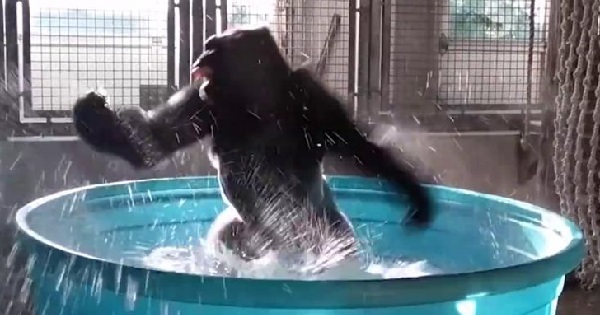 Dancing gorilla shows off ‘Splashdance’ routine at Dallas Zoo