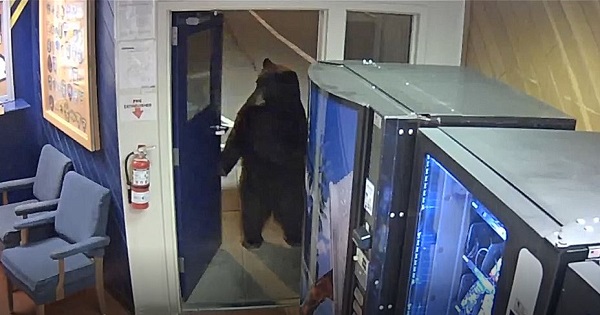 Polite Bear Opens Door, Strolls Into CHP Facility Near Lake Tahoe