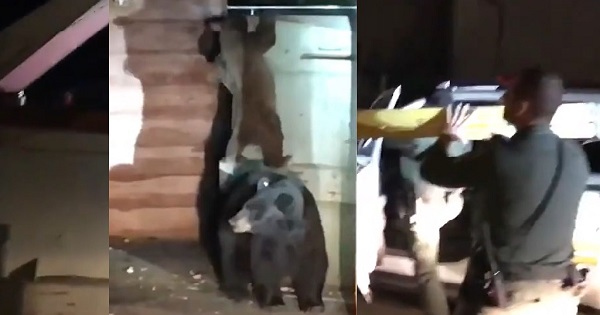 How do sheriff’s deputies rescue a bear cub that’s trapped in a dumpster?